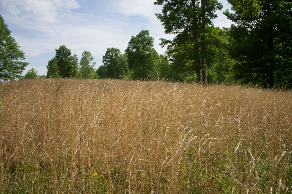 Laurel Ridge Tract 2 - Image 2
