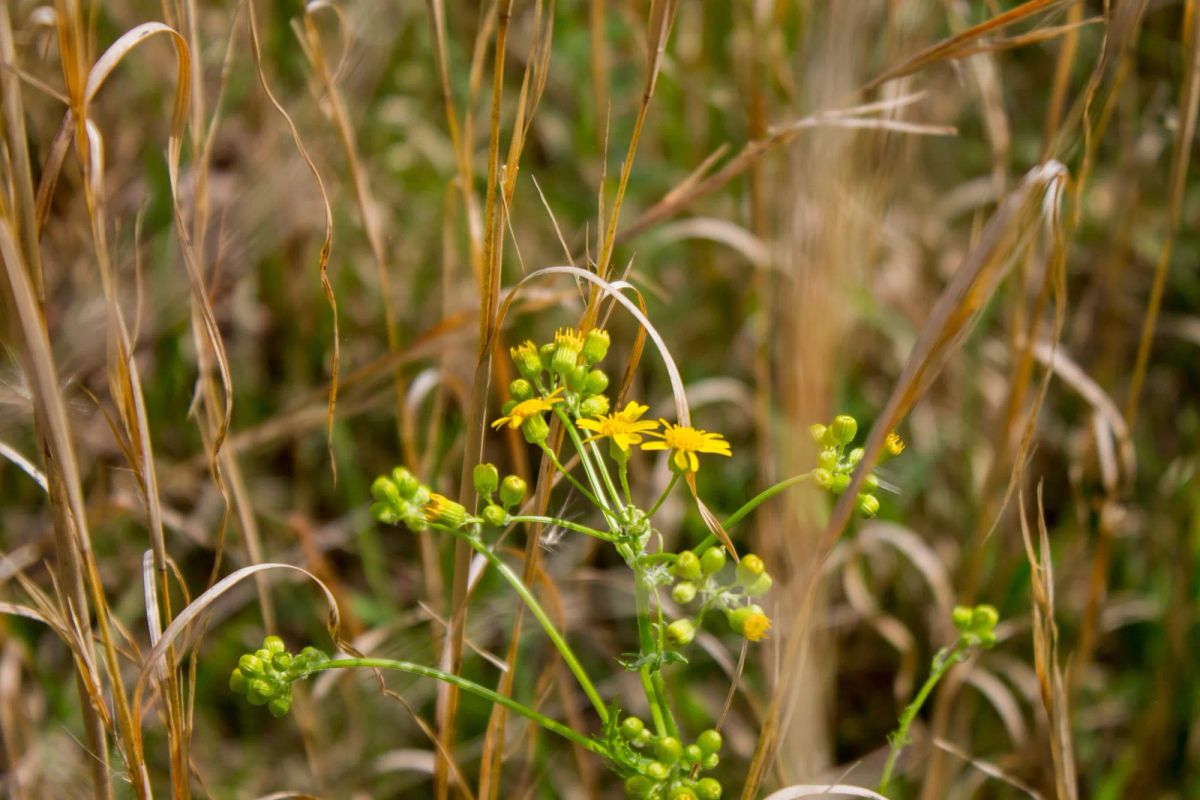 Laurel Ridge Tract 2 - Image 3