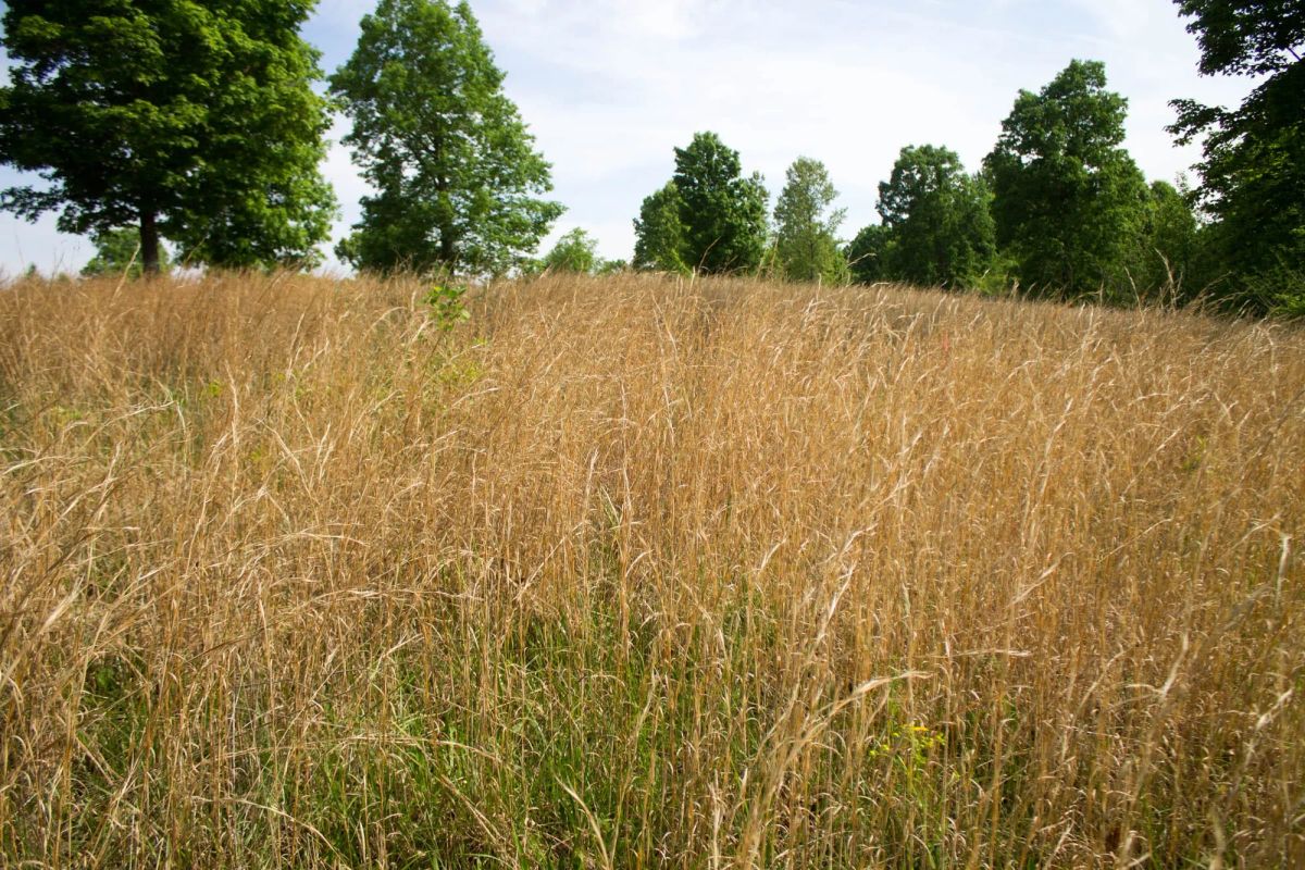 Laurel Ridge Tract 2 - Image 4