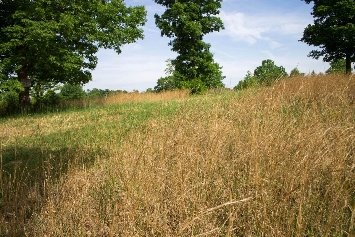 Decorative background for Laurel Ridge Tract 2 image 5