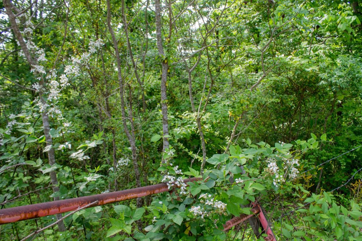 Decorative background for Laurel Ridge Tract 2 image 6