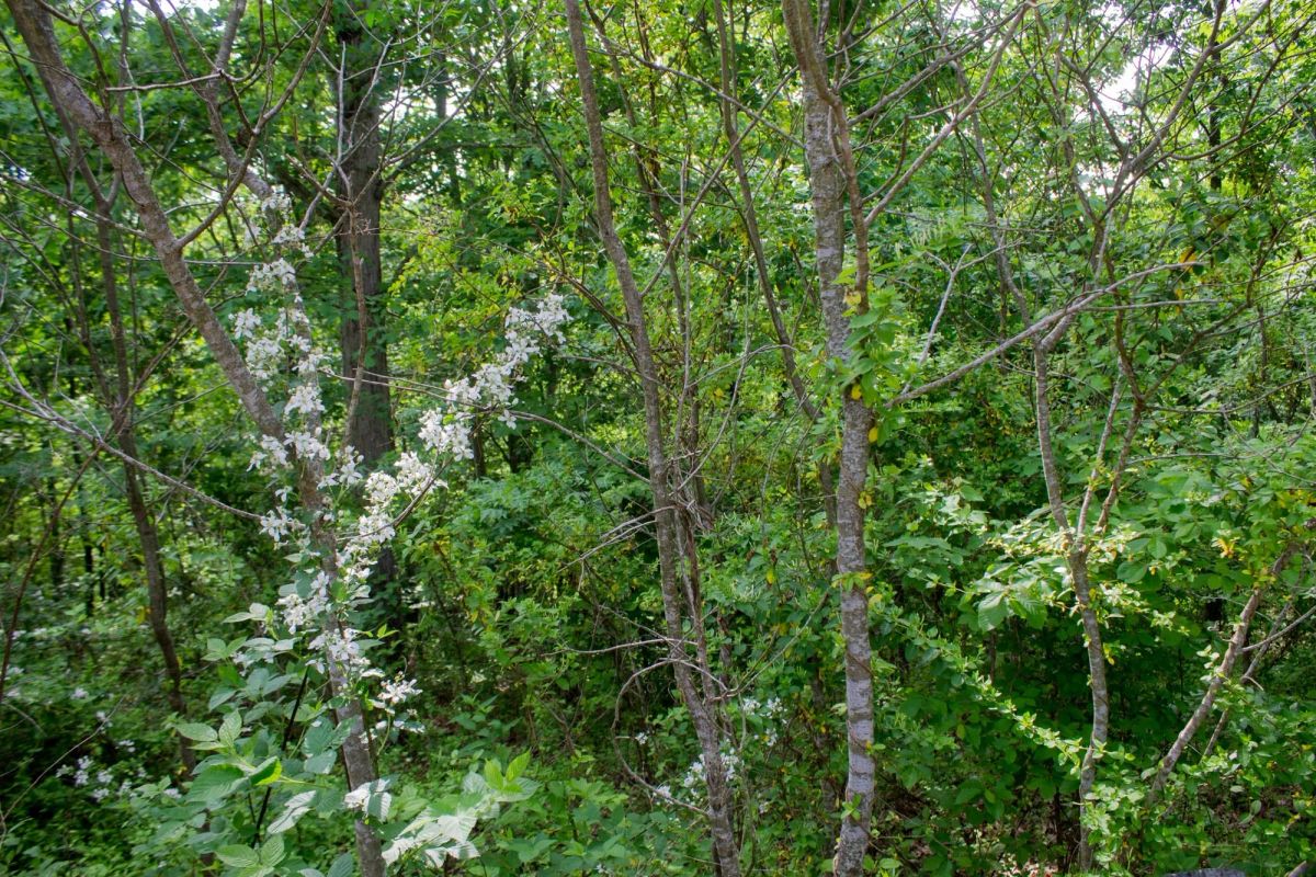Decorative background for Laurel Ridge Tract 2 image 7