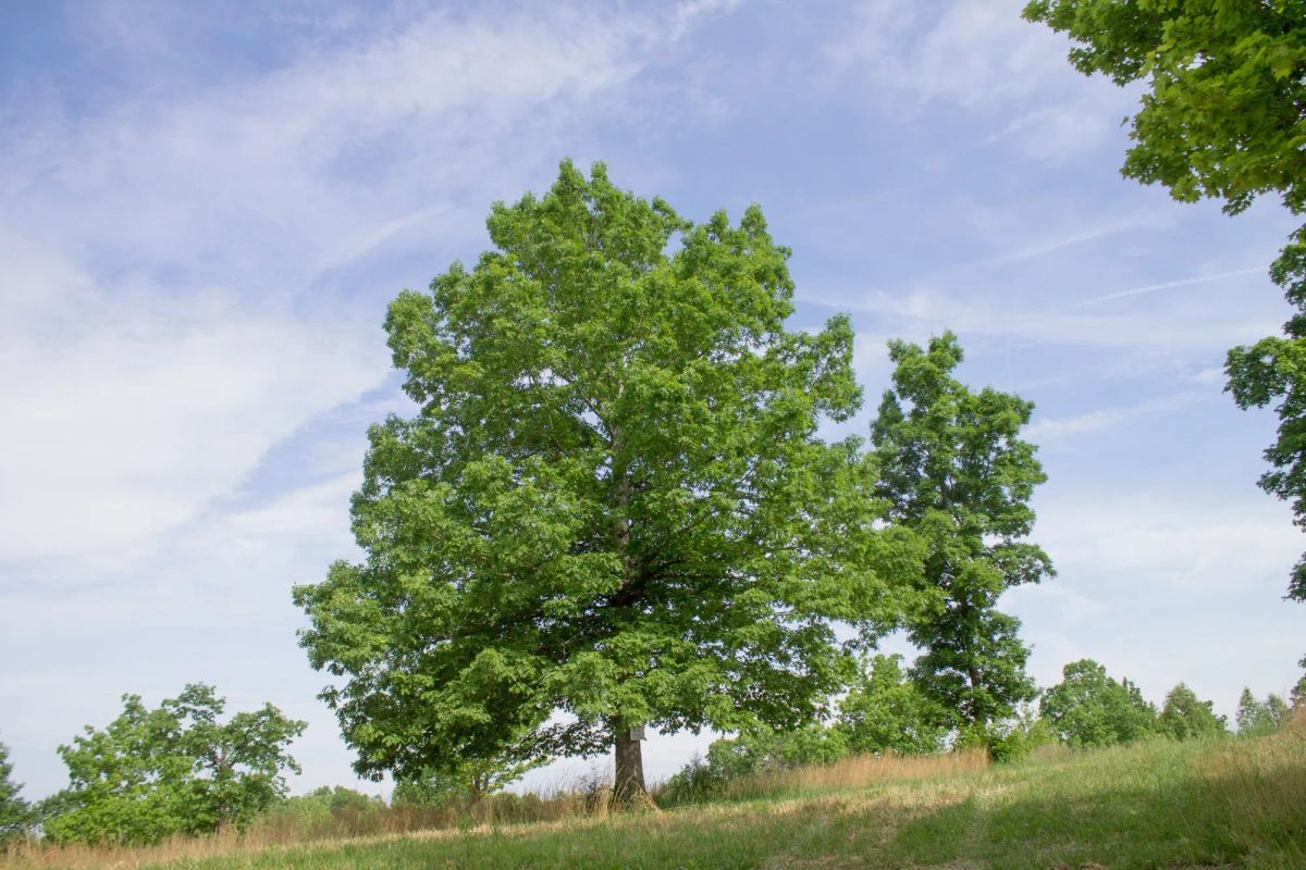 Decorative background for Laurel Ridge Tract 2 image 8