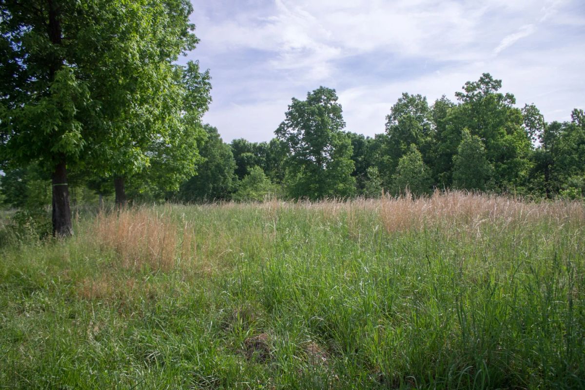 Decorative background for Laurel Ridge Tract 2 image 10