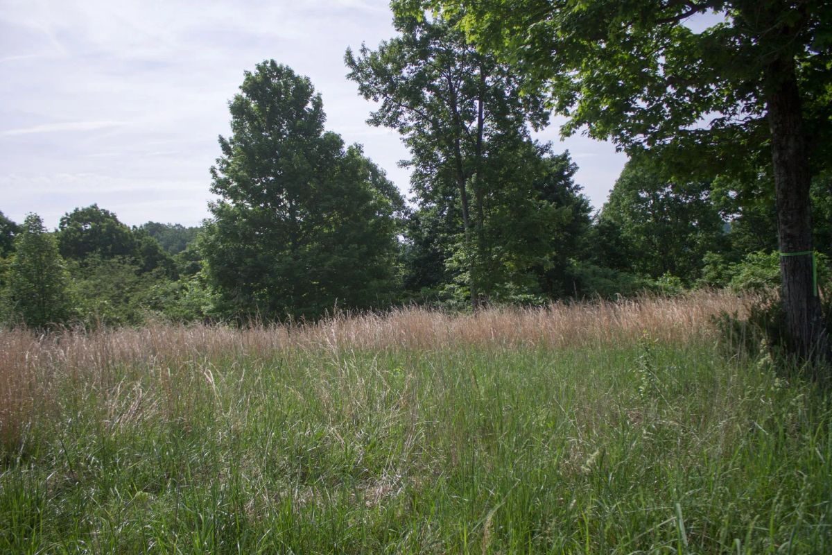 Decorative background for Laurel Ridge Tract 2 image 11