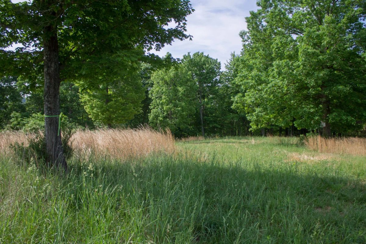 Decorative background for Laurel Ridge Tract 2 image 12