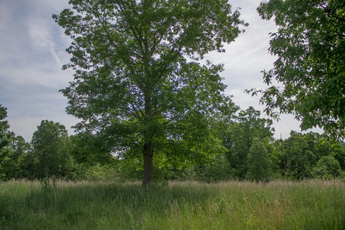 Decorative background for Laurel Ridge Tract 2 image 13