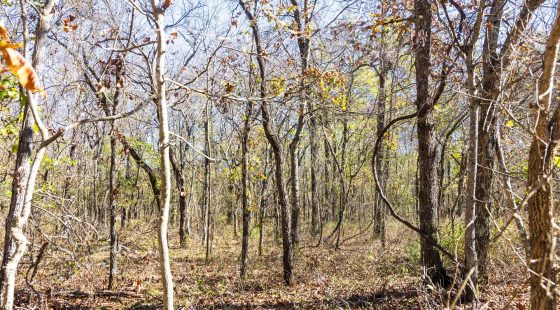 Stone Bridge Reserve Tract 10 in Haskell County, OK