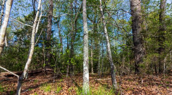 Autumnwood Tract 13 in Fulton County, AR