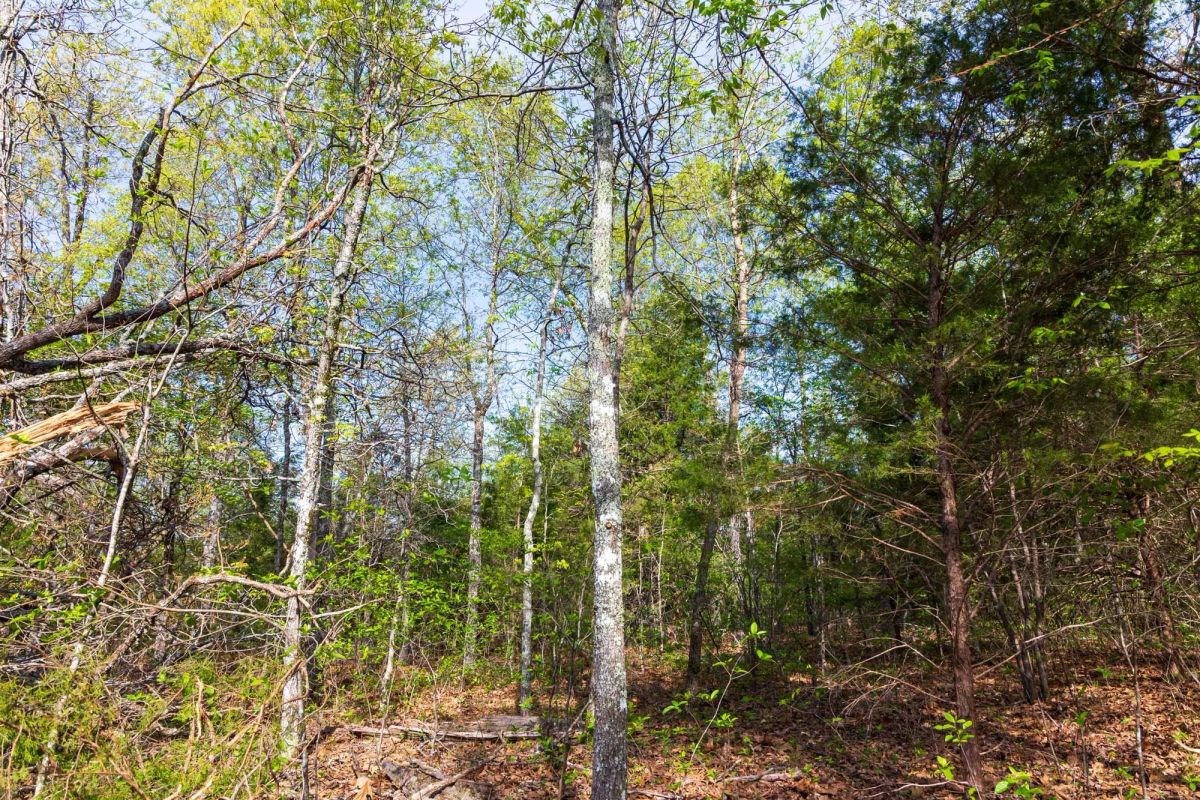 Autumnwood Tract 13 - Image 4