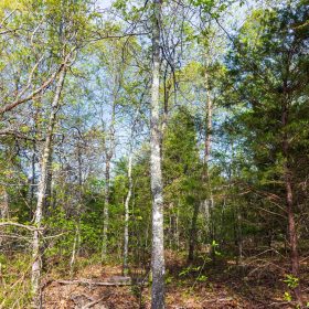 Autumnwood Tract 13 in Fulton County, AR