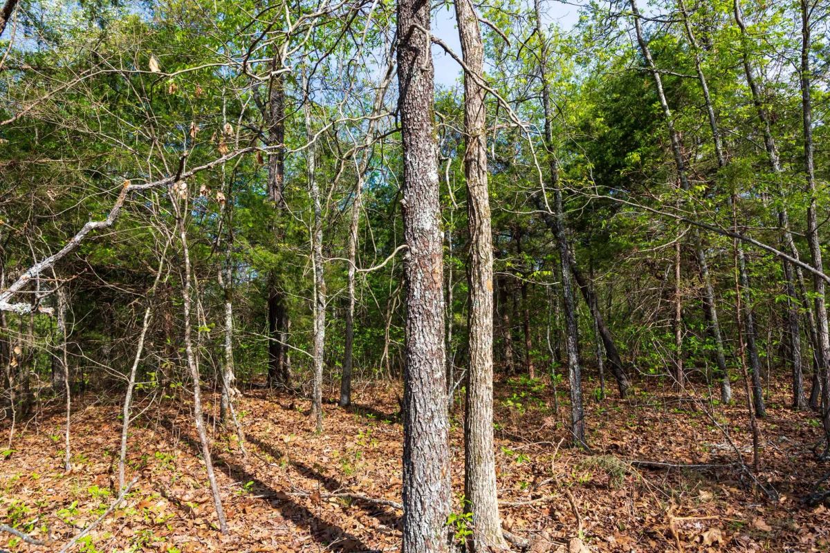 Decorative background for Autumnwood Tract 13 image 5