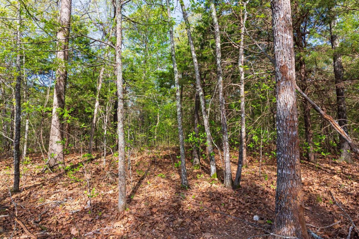 Decorative background for Autumnwood Tract 13 image 6