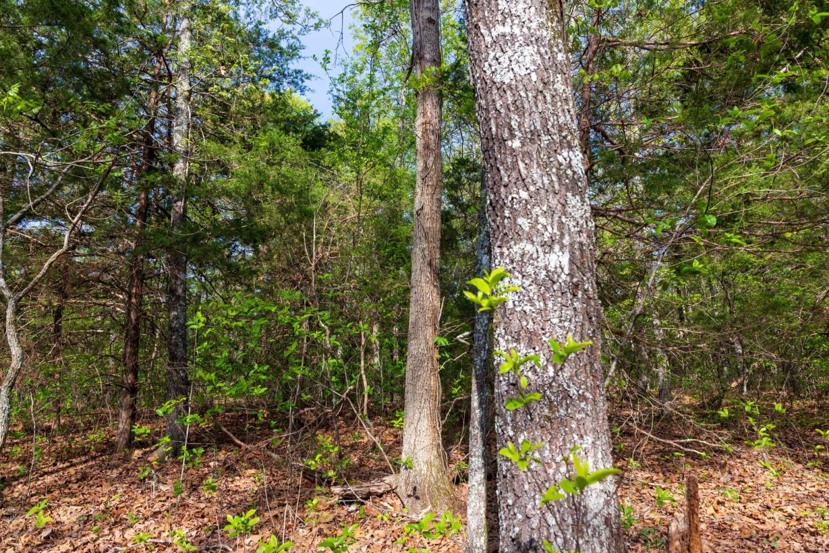 Decorative background for Autumnwood Tract 13 image 7