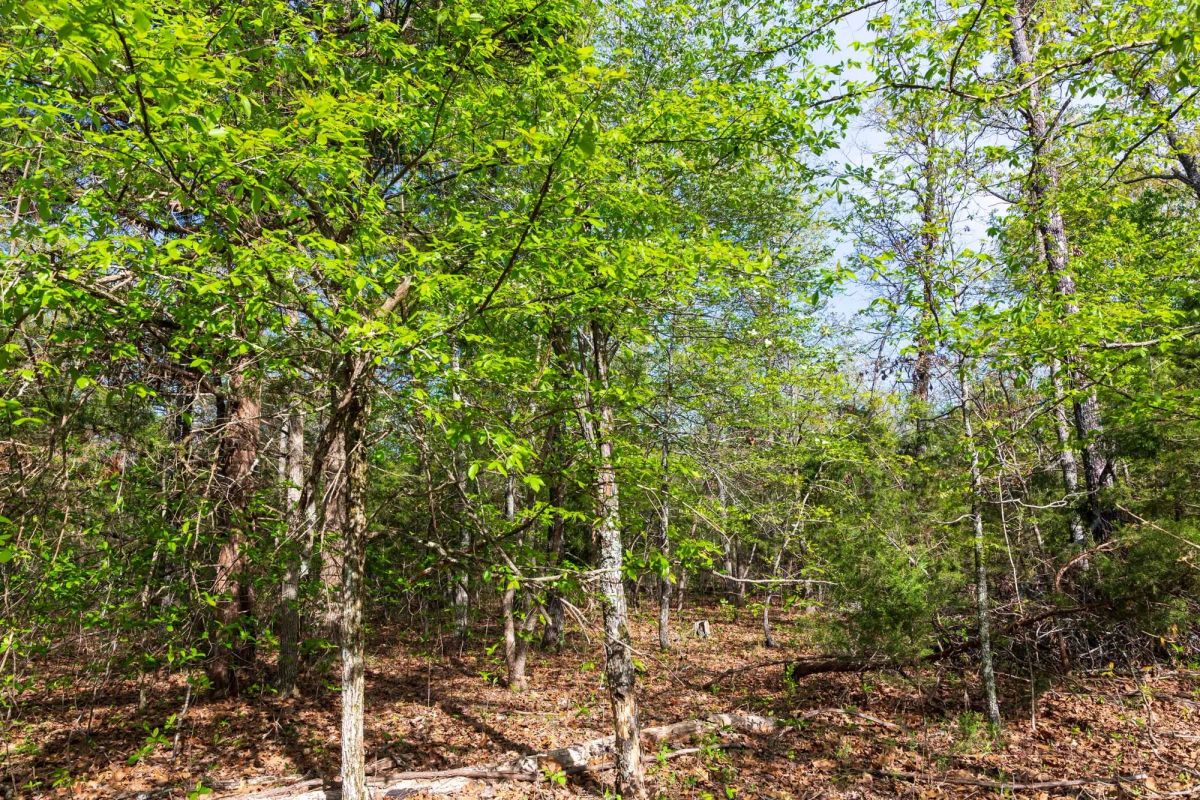 Decorative background for Autumnwood Tract 13 image 8