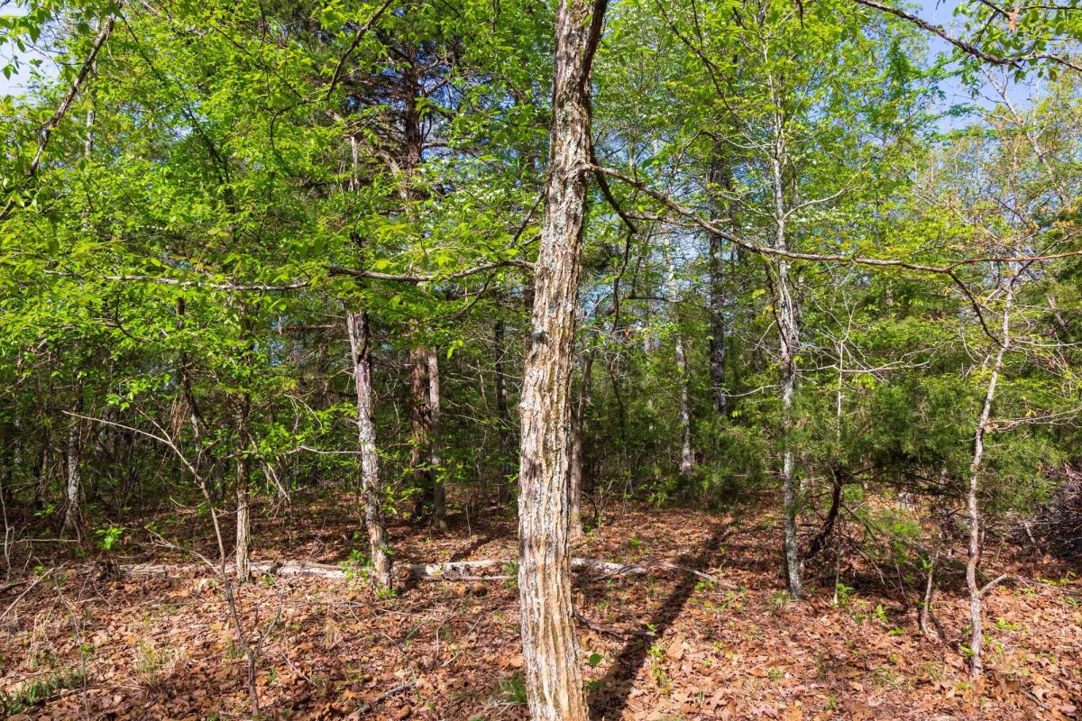 Decorative background for Autumnwood Tract 13 image 9
