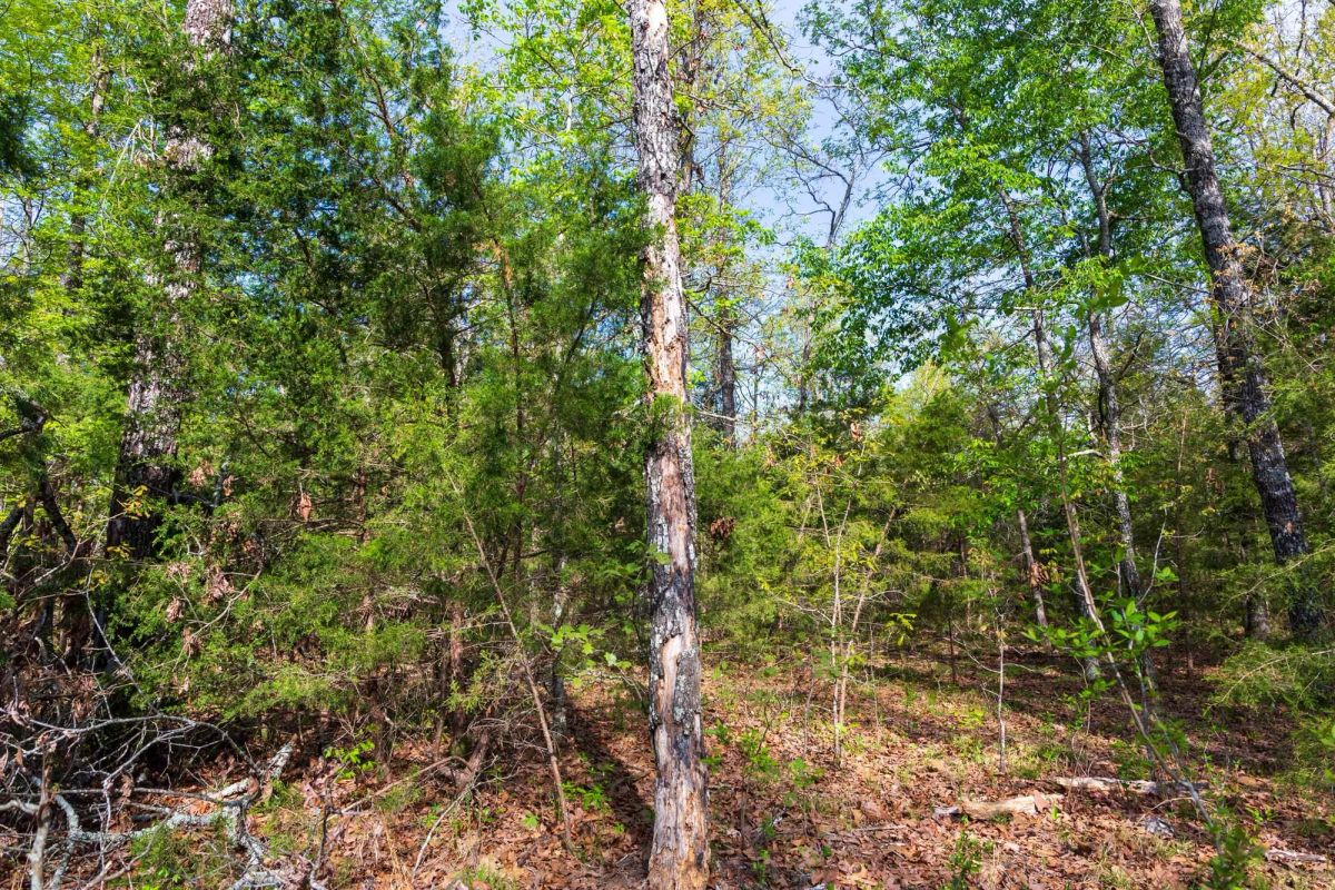 Decorative background for Autumnwood Tract 13 image 10