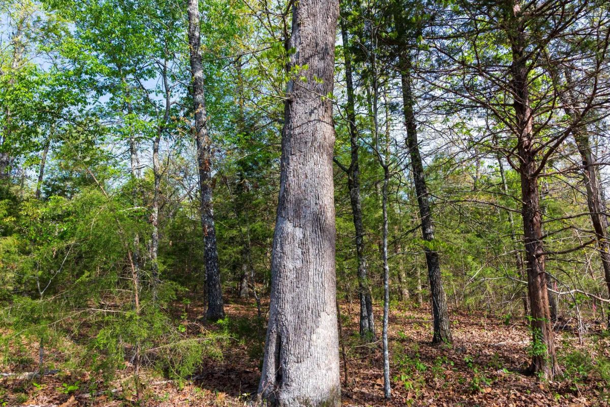 Decorative background for Autumnwood Tract 13 image 11