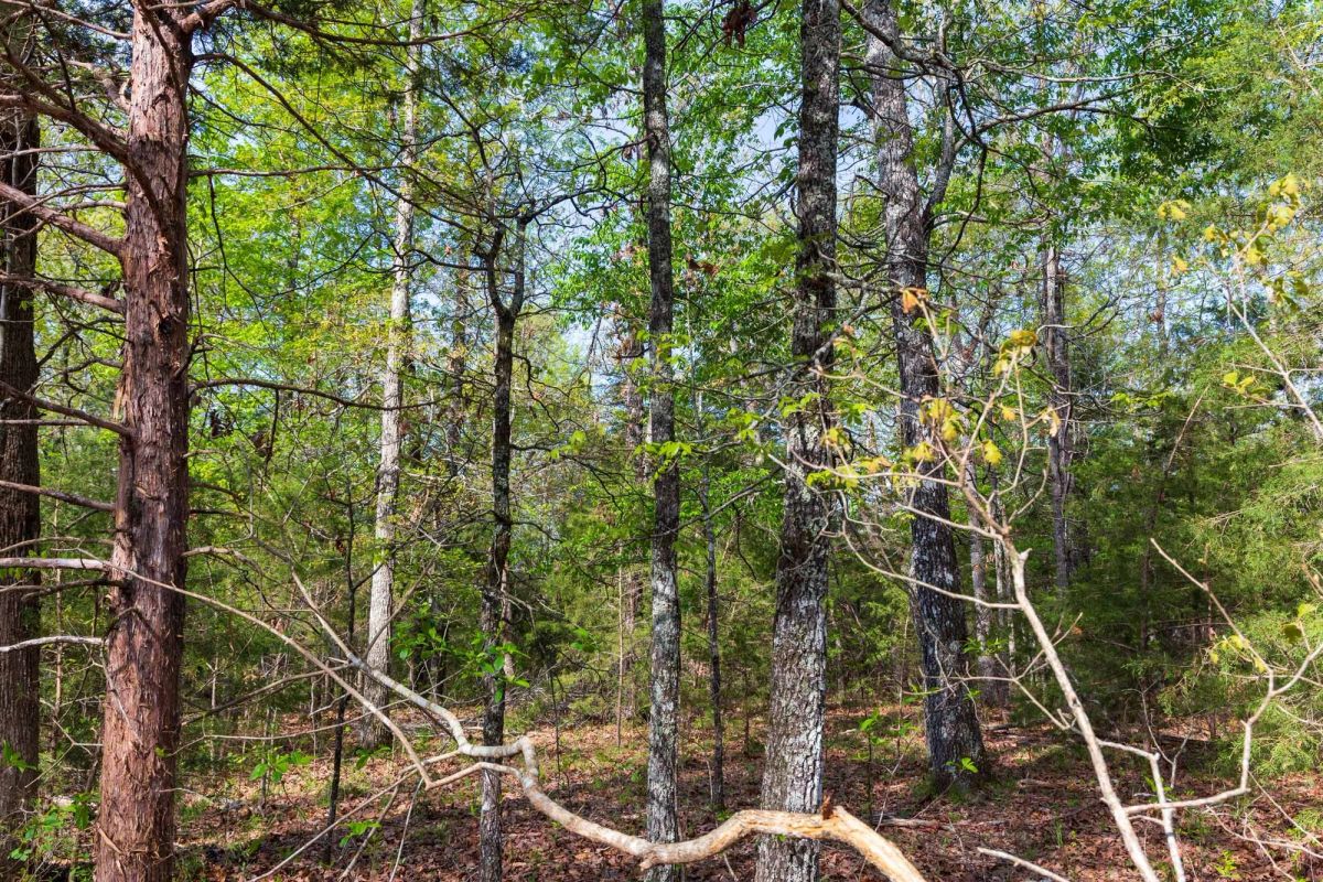 Decorative background for Autumnwood Tract 13 image 12