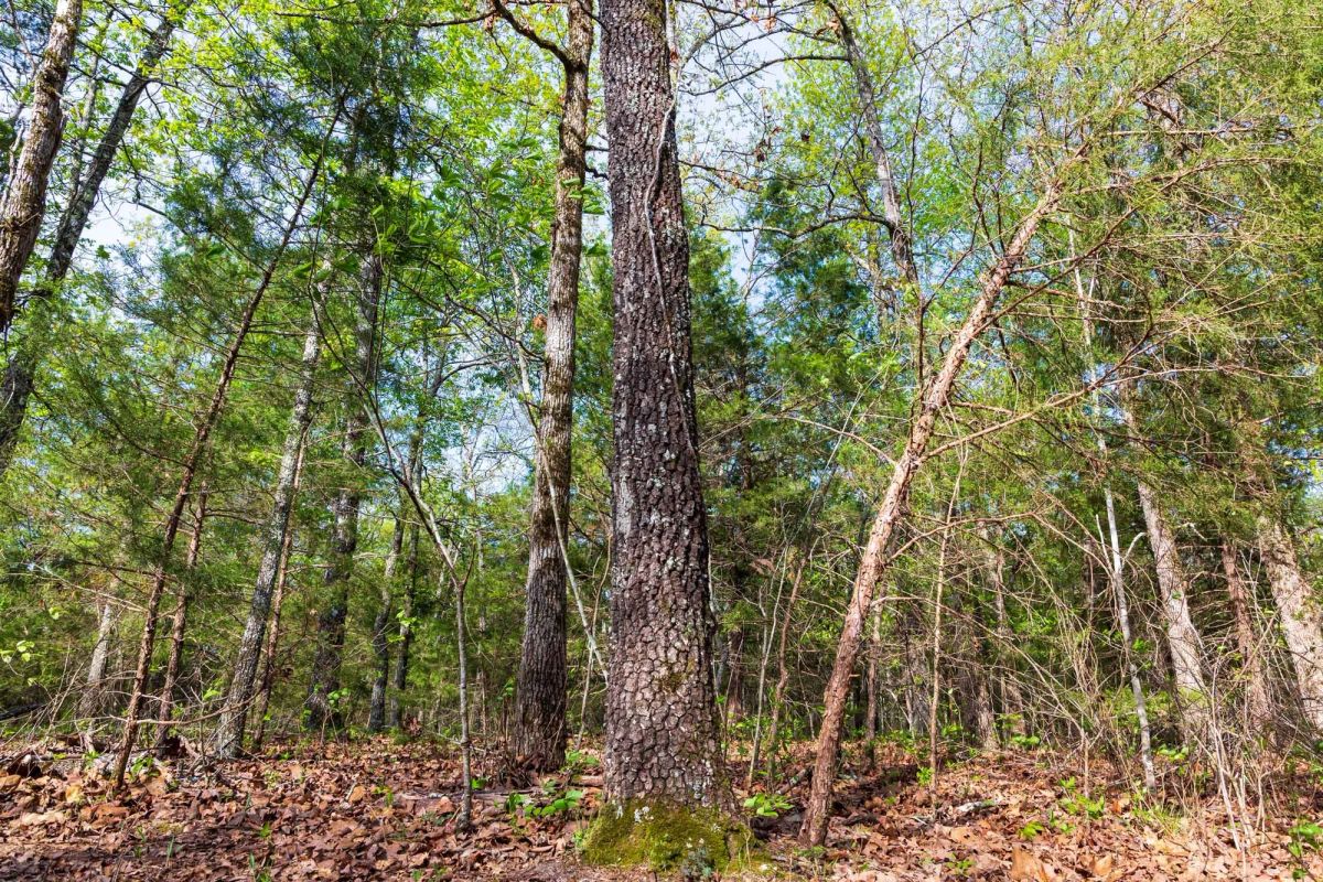 Decorative background for Autumnwood Tract 13 image 13