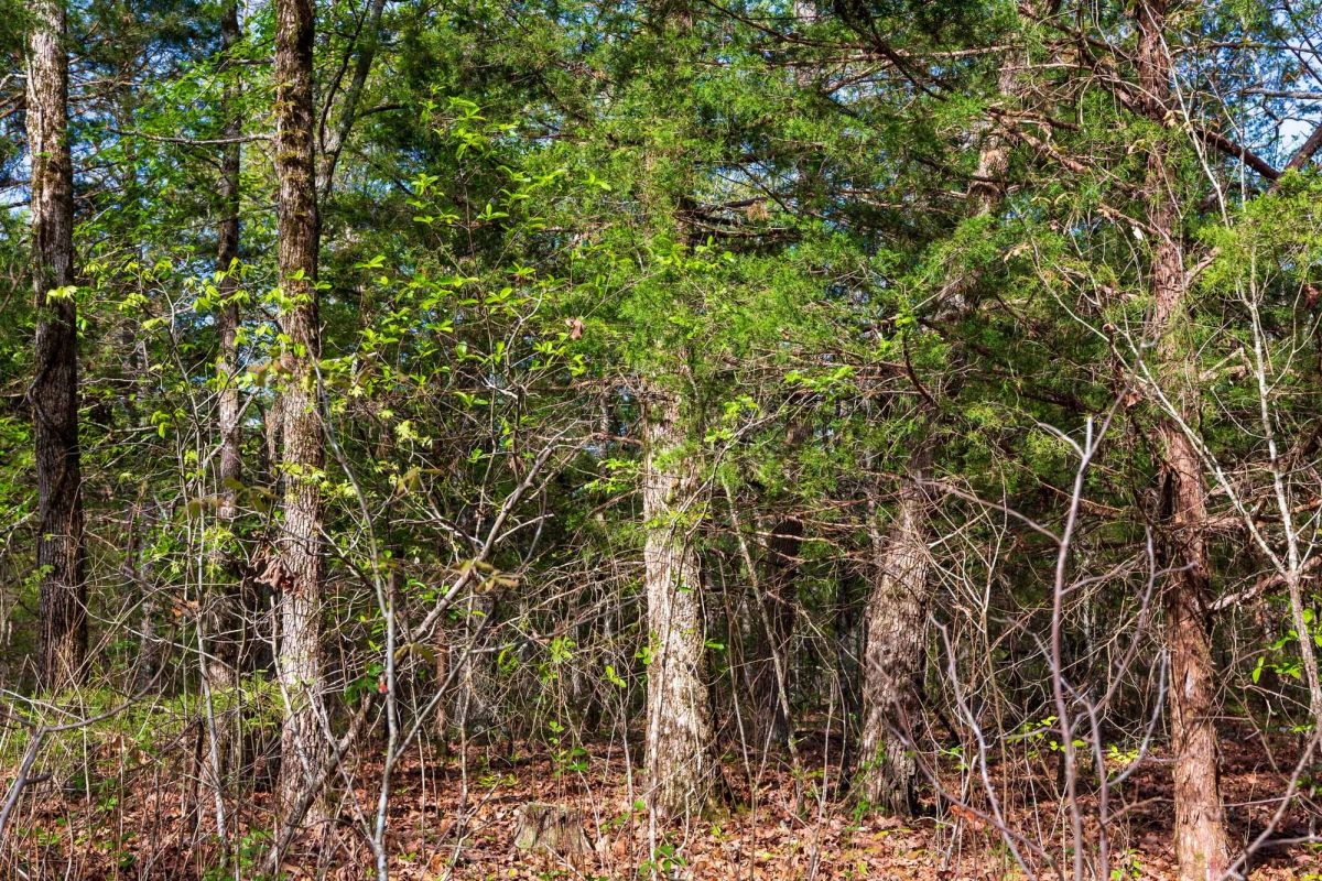 Decorative background for Autumnwood Tract 13 image 14