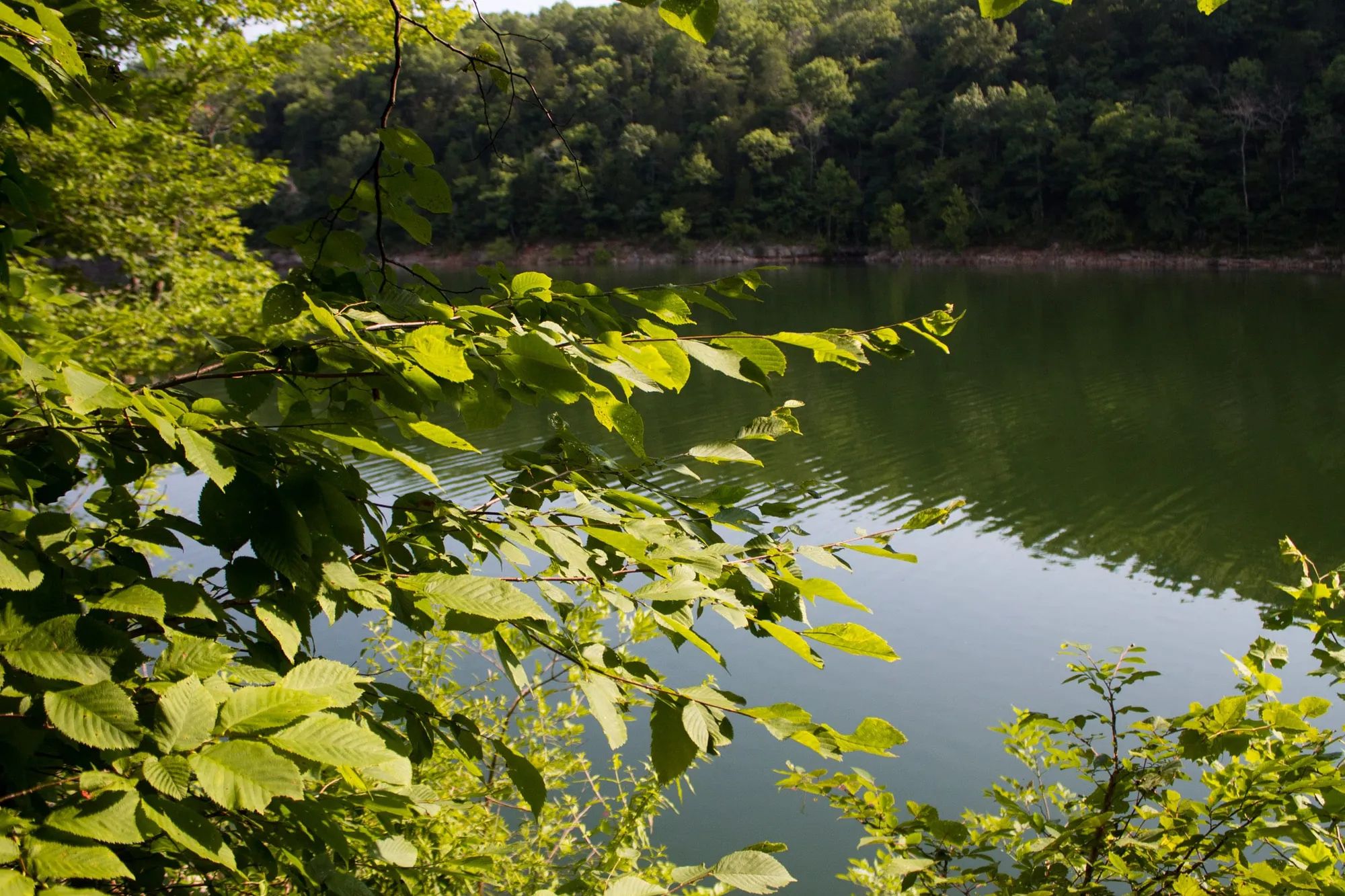 Bluewater Ridge Tract 16 in Wayne County, KY