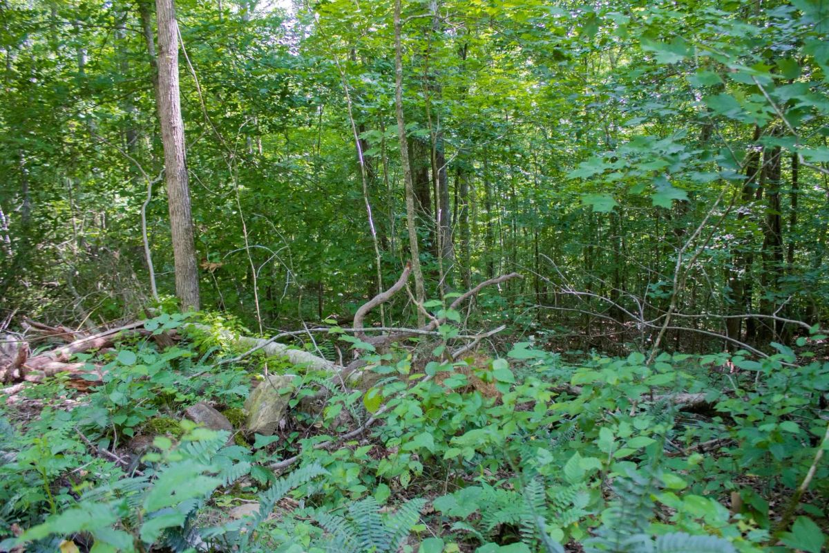 Decorative background for Bluewater Ridge Tract 16 image 11
