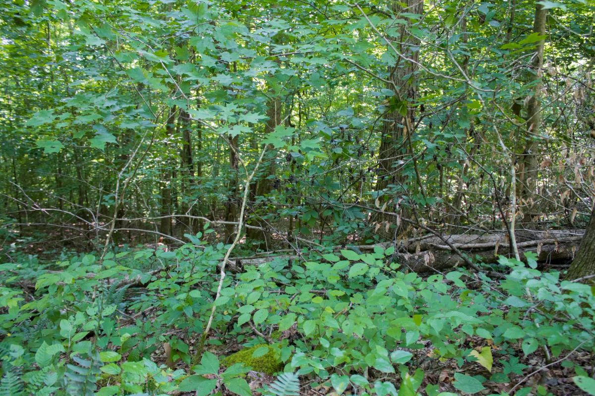 Decorative background for Bluewater Ridge Tract 16 image 12