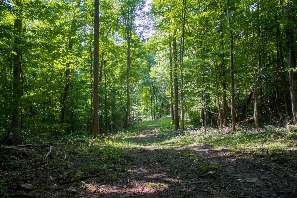 Decorative background for Bluewater Ridge Tract 16 image 13