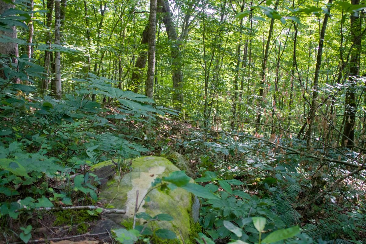 Decorative background for Bluewater Ridge Tract 16 image 16
