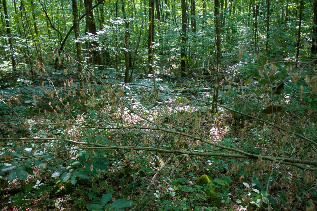 Decorative background for Bluewater Ridge Tract 16 image 17