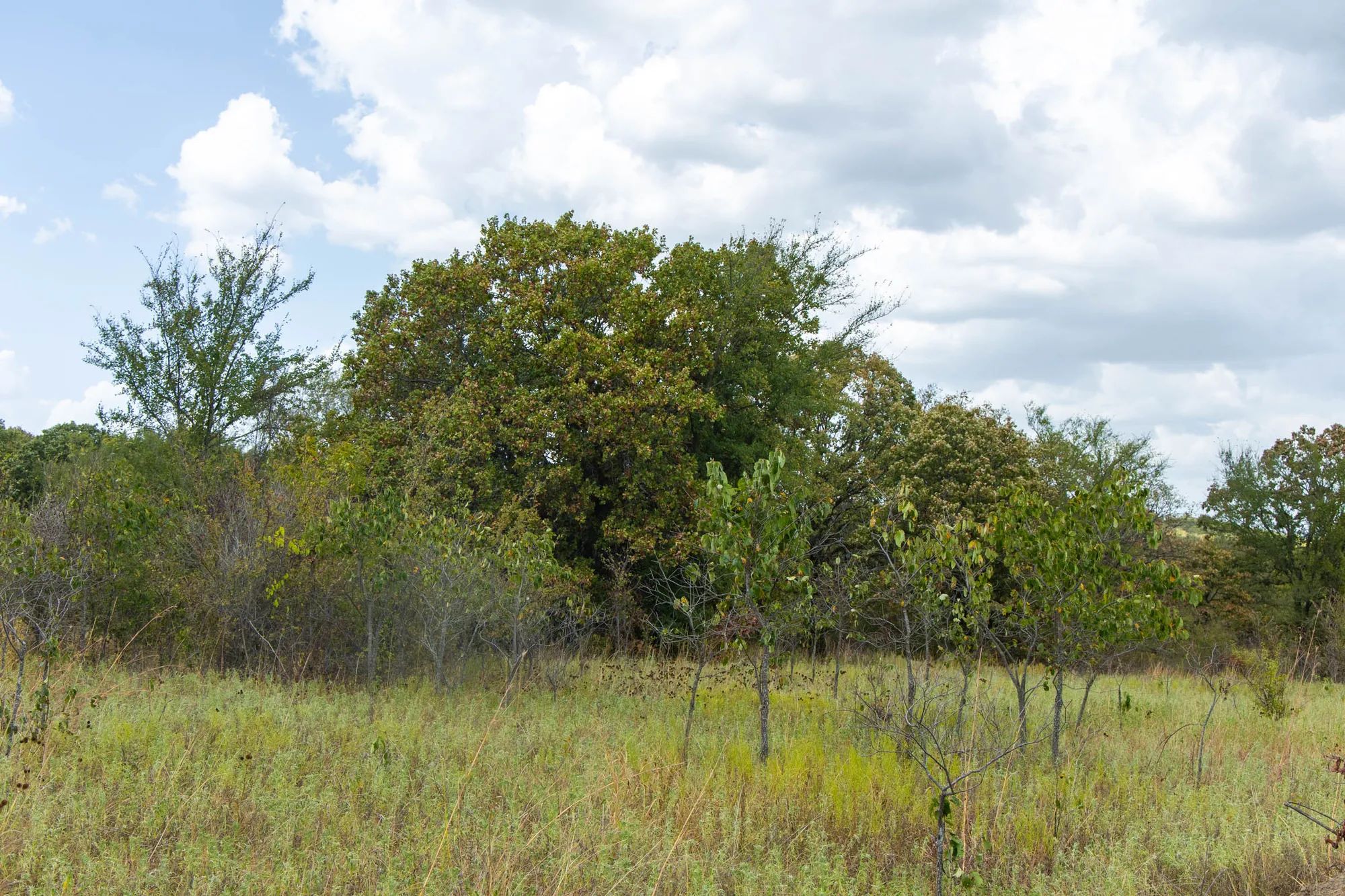 Gracyn Meadows Tract 4 in Okfuskee County, OK