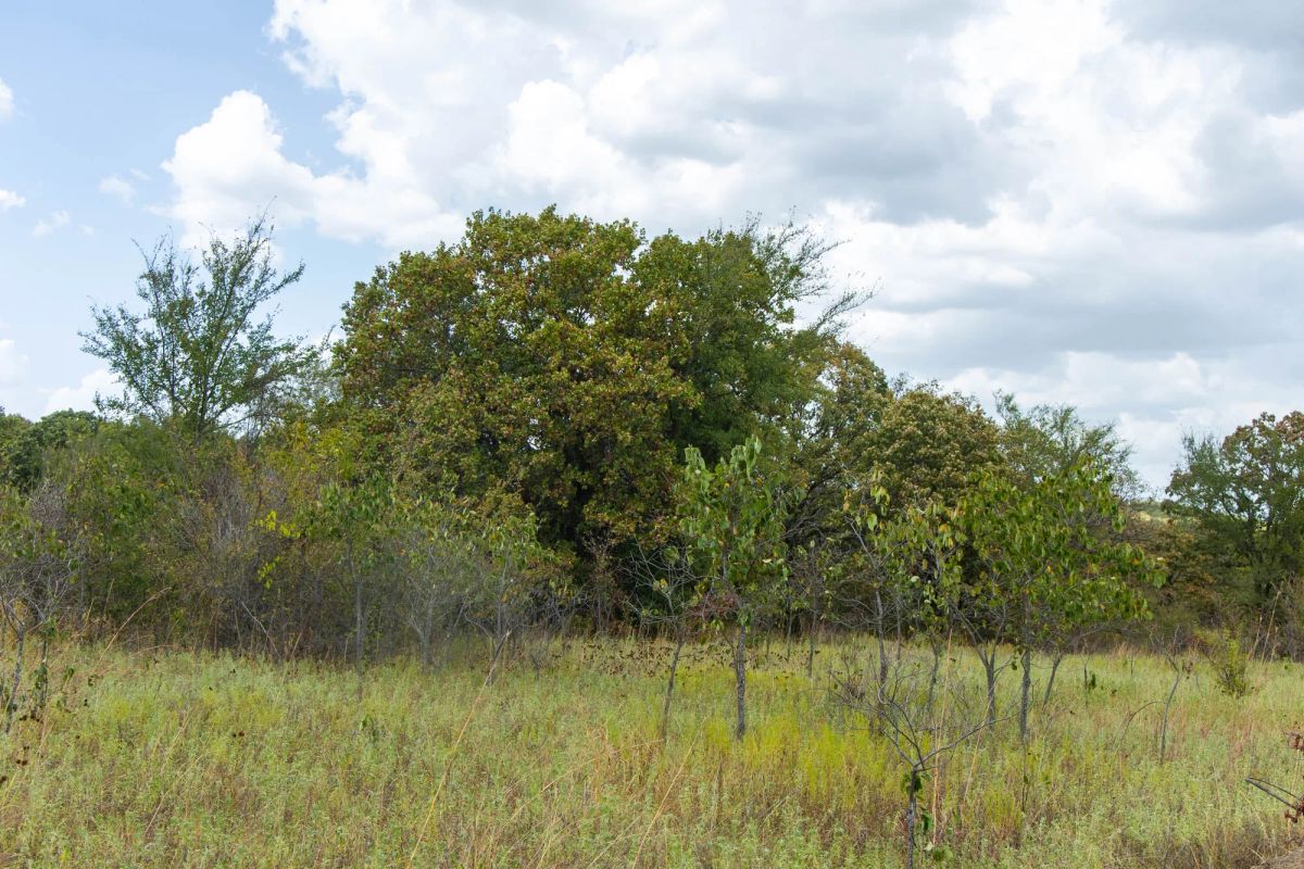 Gracyn Meadows Tract 4 - Image 4