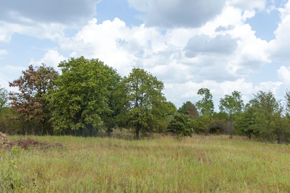 Decorative background for Gracyn Meadows Tract 4 image 8