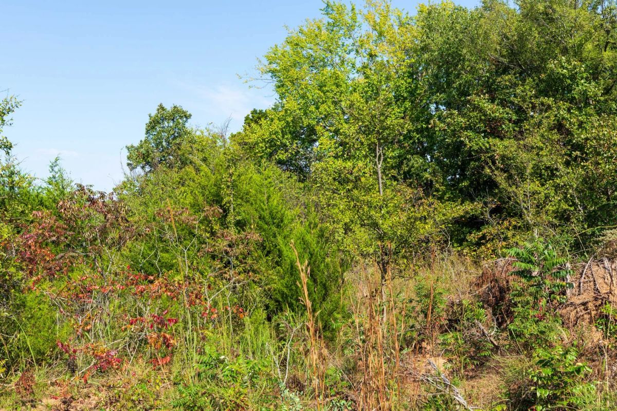 Canyon Creek Tract 15 - Image 4