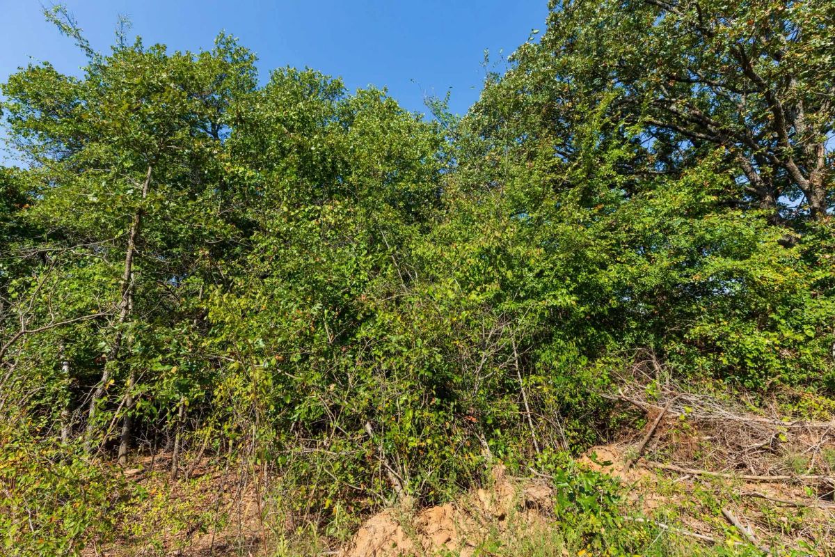Decorative background for Canyon Creek Tract 15 image 6