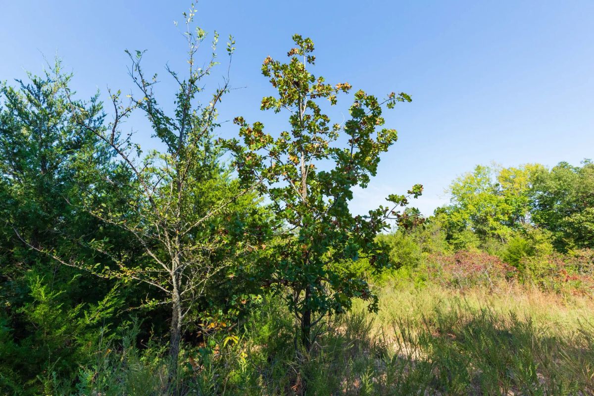 Decorative background for Canyon Creek Tract 15 image 7