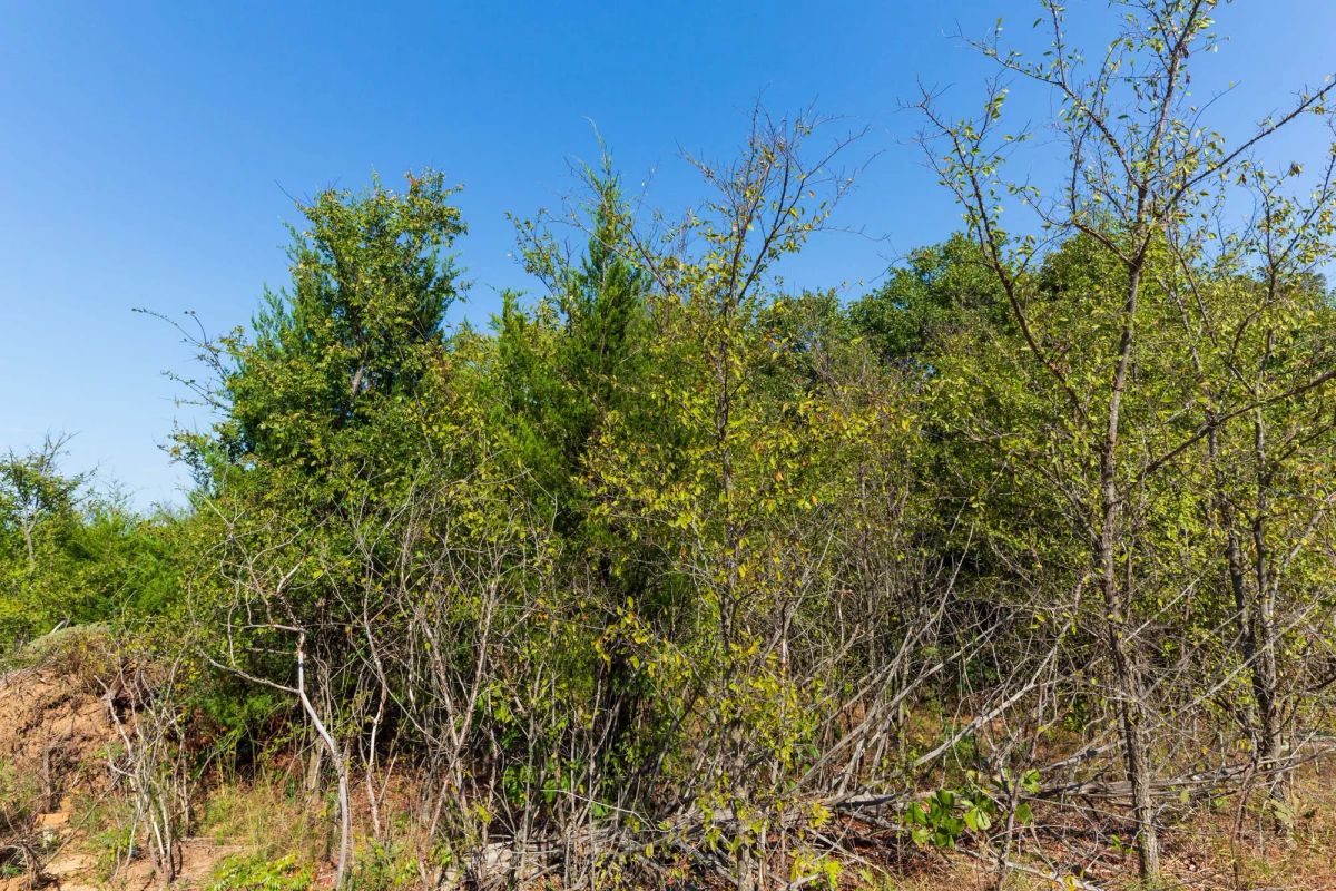 Decorative background for Canyon Creek Tract 15 image 8