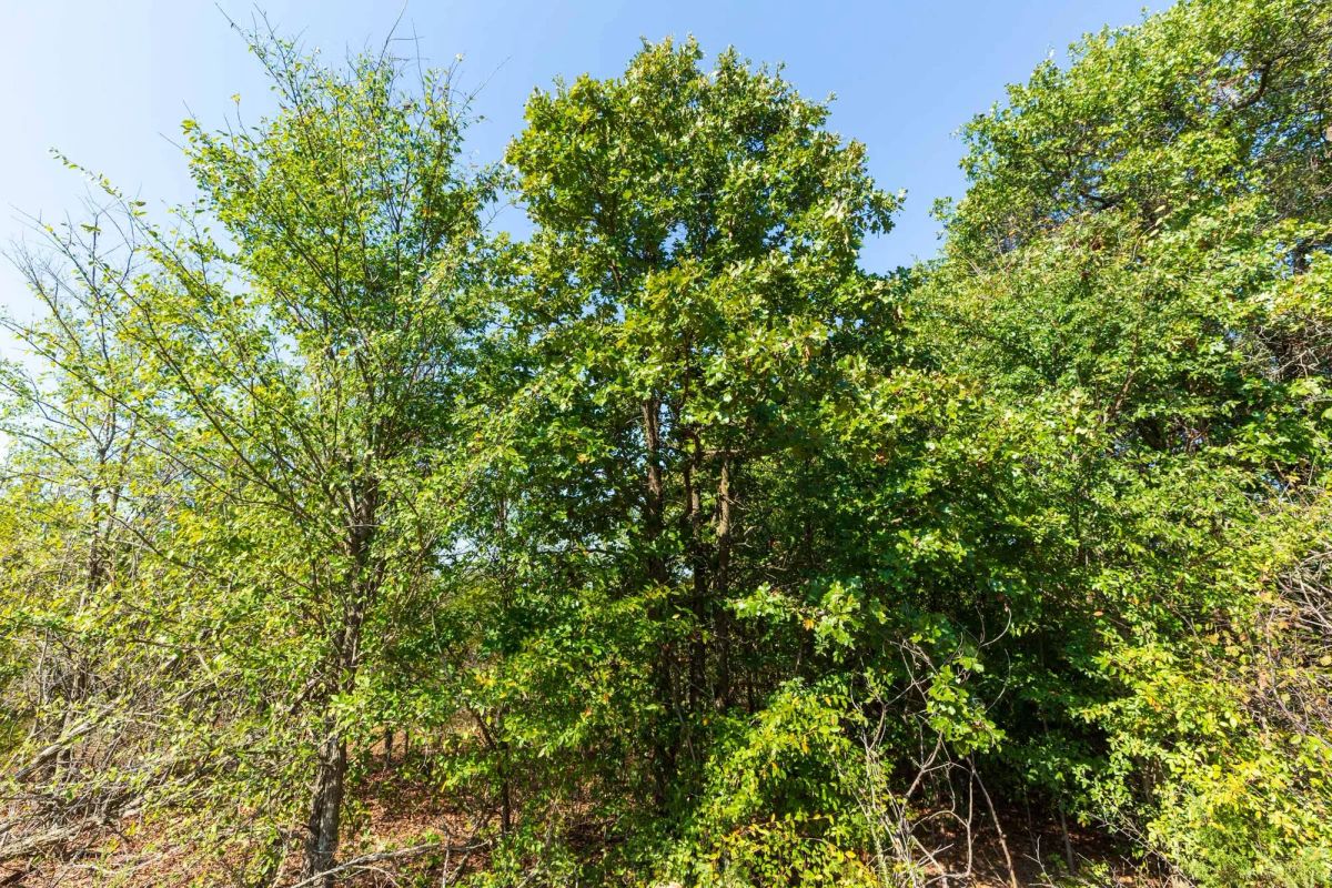 Decorative background for Canyon Creek Tract 15 image 9