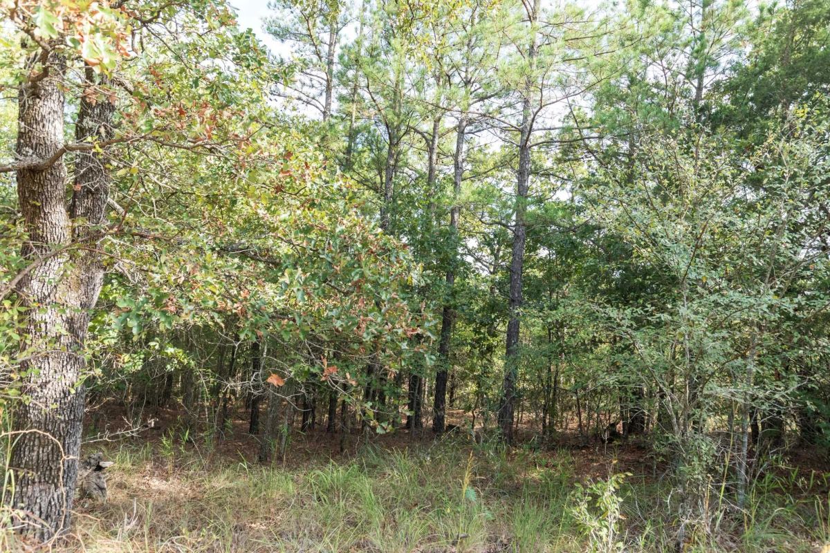 Decorative background for Stone Bridge Phase V Tract 400 image 5