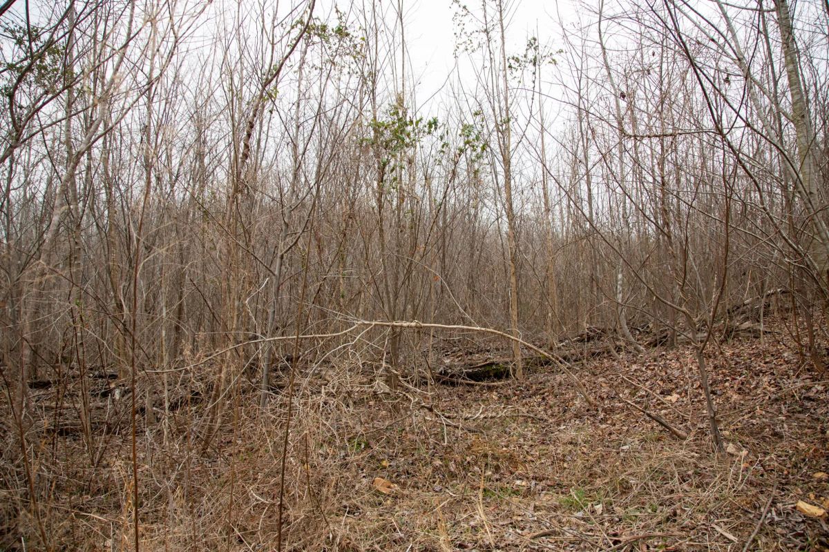 Decorative background for Southwind Ranch Tract 14 image 8