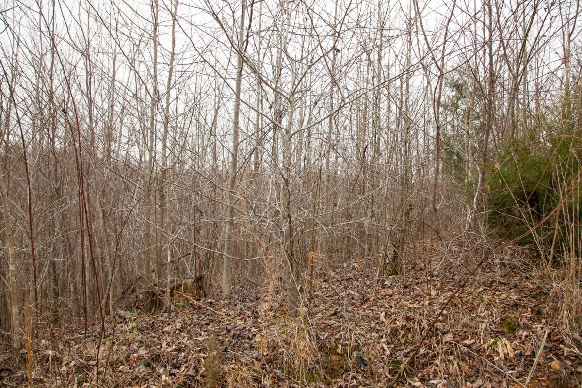 Decorative background for Southwind Ranch Tract 14 image 11