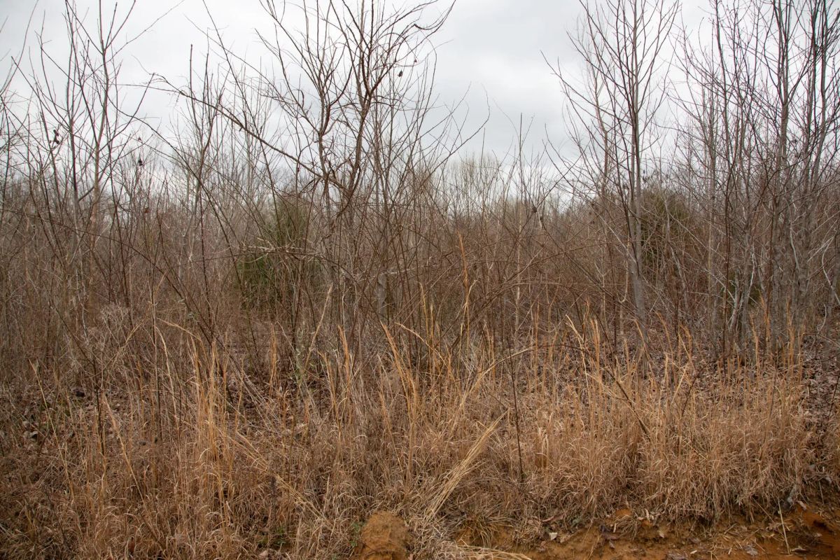 Decorative background for Southwind Ranch Tract 14 image 15