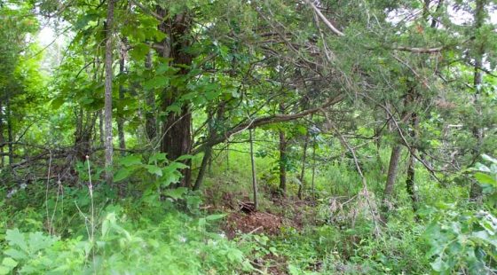 Thunder Mountain Ranch Tract 50 in Shannon County, MO