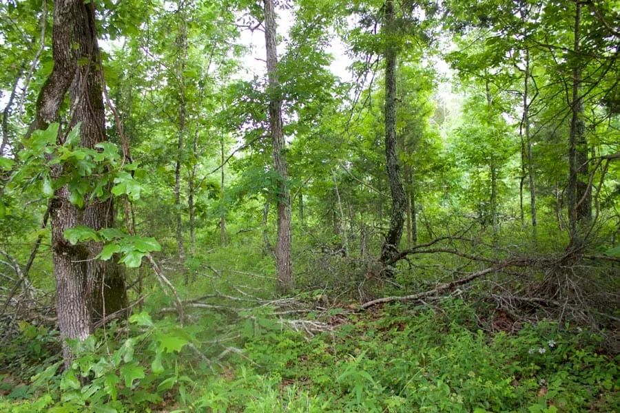 Thunder Mountain Ranch Tract 50 - Image 3