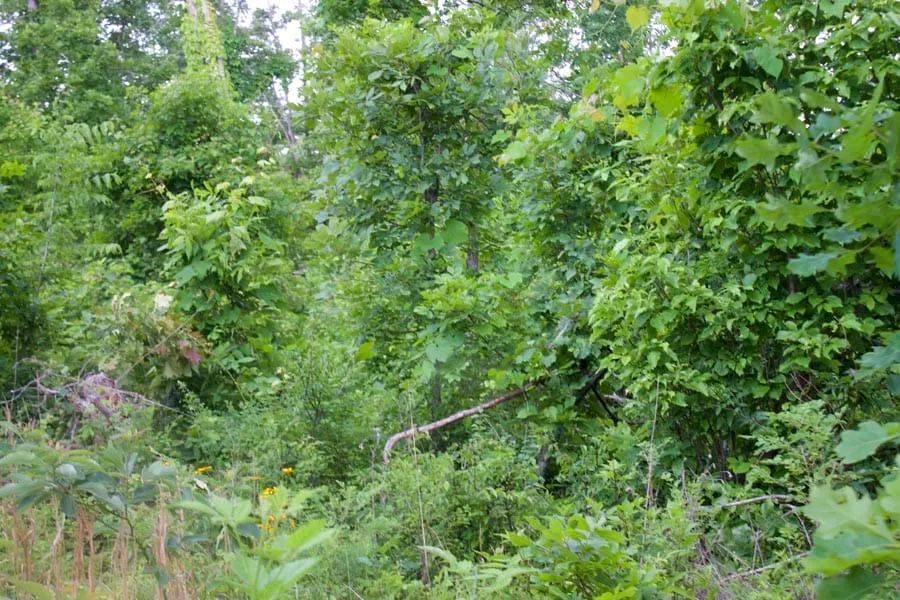 Thunder Mountain Ranch Tract 50 in Shannon County, MO