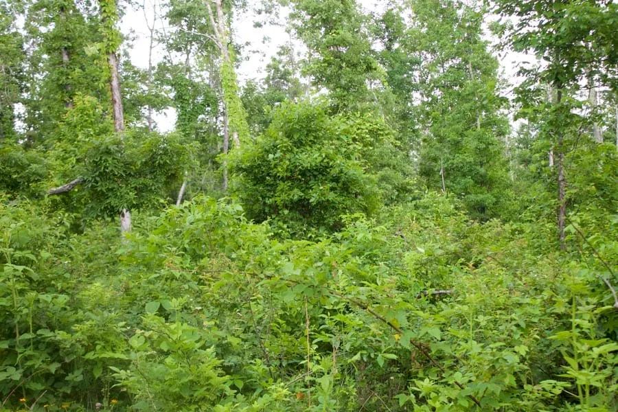 Decorative background for Thunder Mountain Ranch Tract 50 image 5