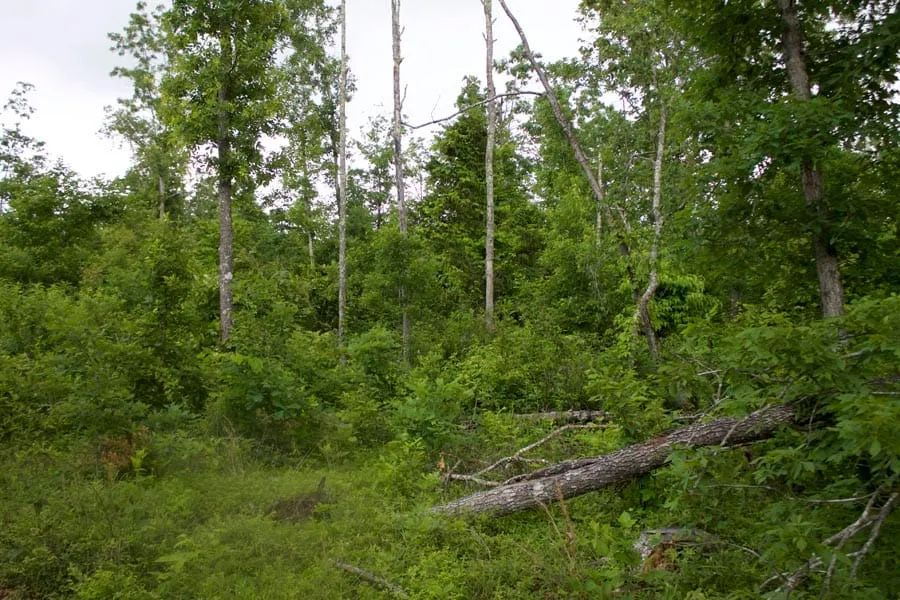 Decorative background for Thunder Mountain Ranch Tract 50 image 6