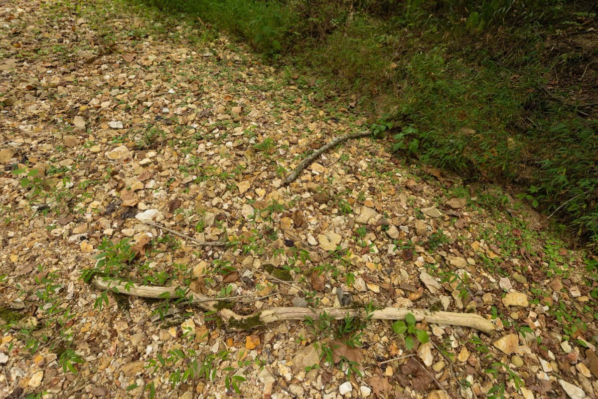 Big White Oak Tract 126 - Main image