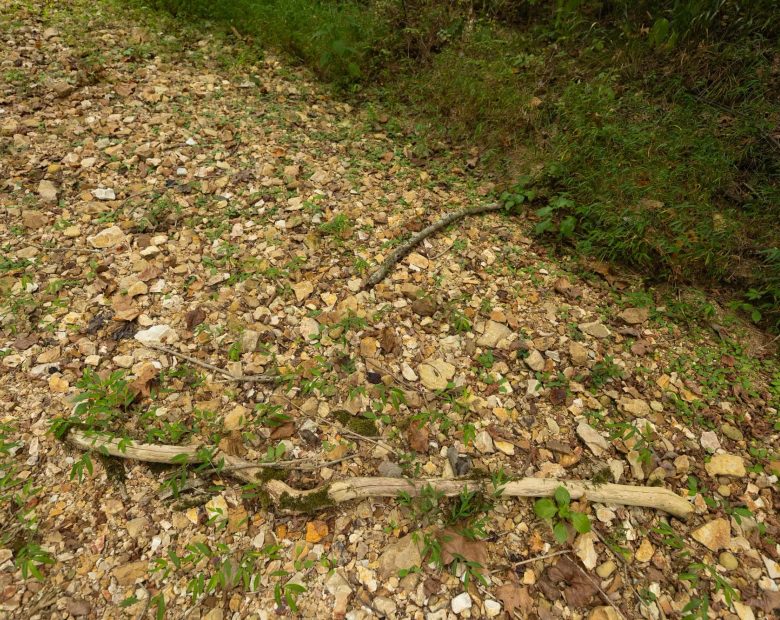 Big White Oak Tract 126 in Perry County, TN